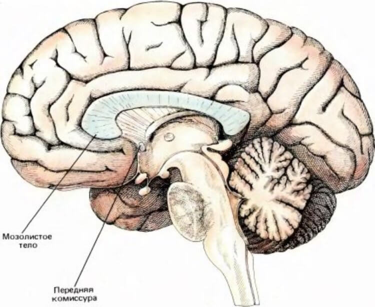 Теле велика. Анатомия мозолистого тела головного мозга. Полушария головного мозга и мозолистое тело. Структуры головного мозга мозолистое тело. Мозолистое тело Corpus callosum.