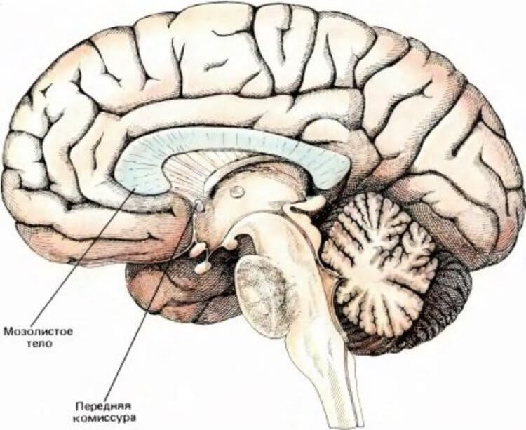 Мозги организм. Мозолистое тело головного мозга. Строение мозолистого тела головного мозга. Структуры головного мозга мозолистое тело. Большие полушария головного мозга мозолистое тело.