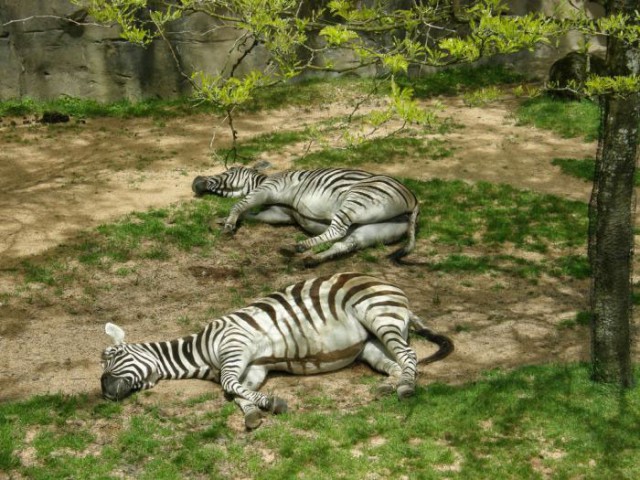 Спим в неожиданных местах и позах