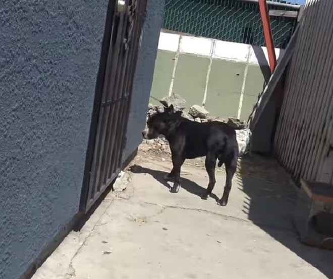 Собака уходит