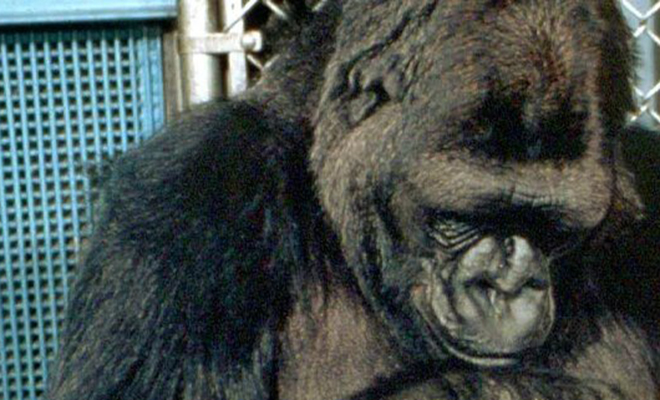 Женщина показала горилле своего младенца, а в ответ обезьяна ушла и вернулась со своим 