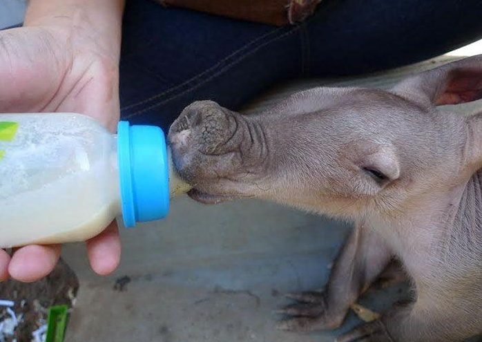 spasenie-detenysha-muraveda-5