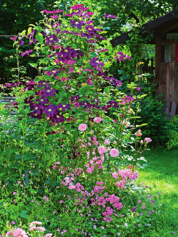 К цветущему клематису фиолетовому (Clematis viticella) Etoile Violette прильнула нежная роза.