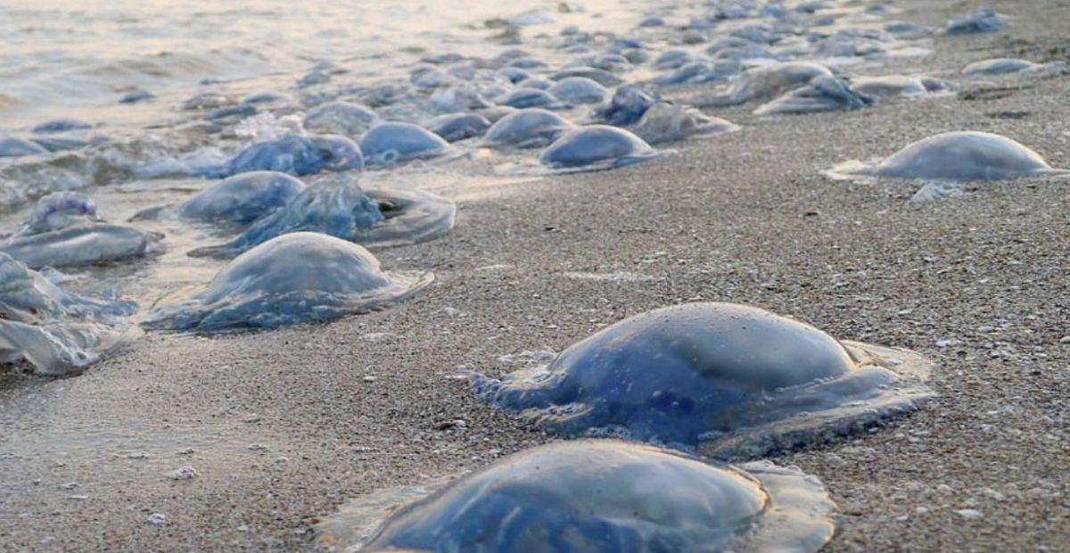 УКРУСЬ, ДРЕВНИЕ ВОДКА И ОДЕССА И ГИБРИДНЫЕ КРЕМЛЁВСКИЕ МЕДУЗЫ УКРУСЬ, ДРЕВНИЕ ВОДКА И ОДЕССА И ГИБРИДНЫЕ КРЕМЛЁВСКИЕ МЕДУЗЫ украина