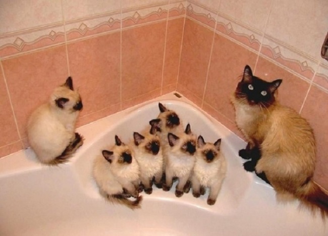 Кошки-мамы знают все о воспитании подрастающего поколения. Невозможно не умилиться этим усатым-полосатым семействам