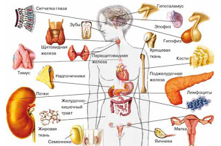 Введение в эндокринную систему