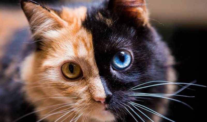 Знакомьтесь Химера двуличная﻿