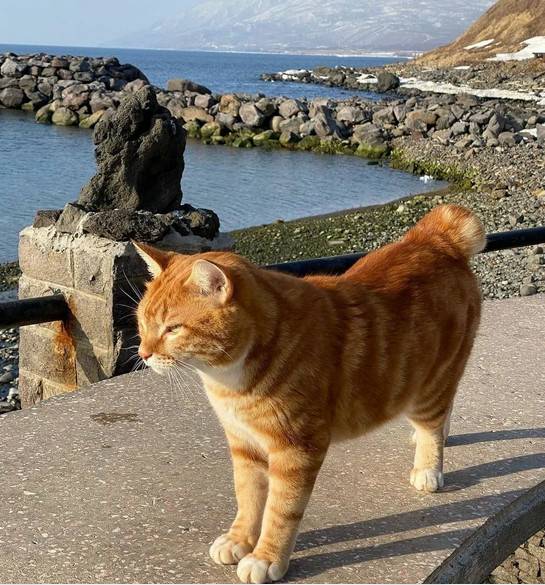 Курилы. Взгляд со стороны Курилы. Взгляд со стороны россия