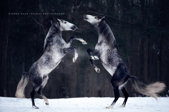 красивые фотографии лошадей 