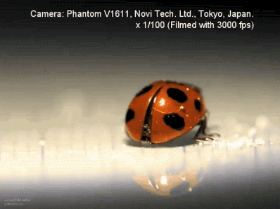 anigif_sub-buzz-13955-1502796354-4