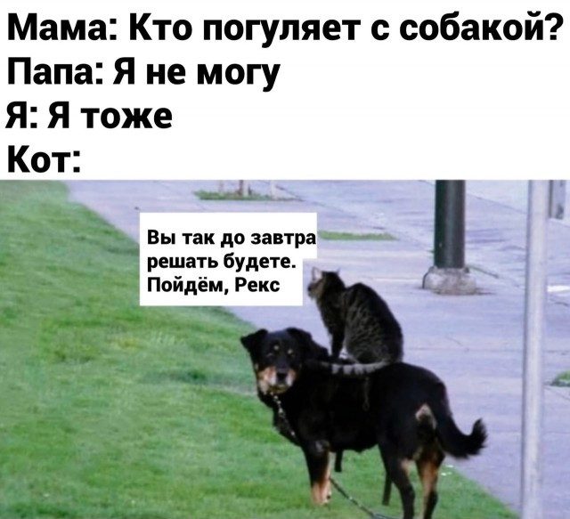 Смешные комментарии и смс-ки