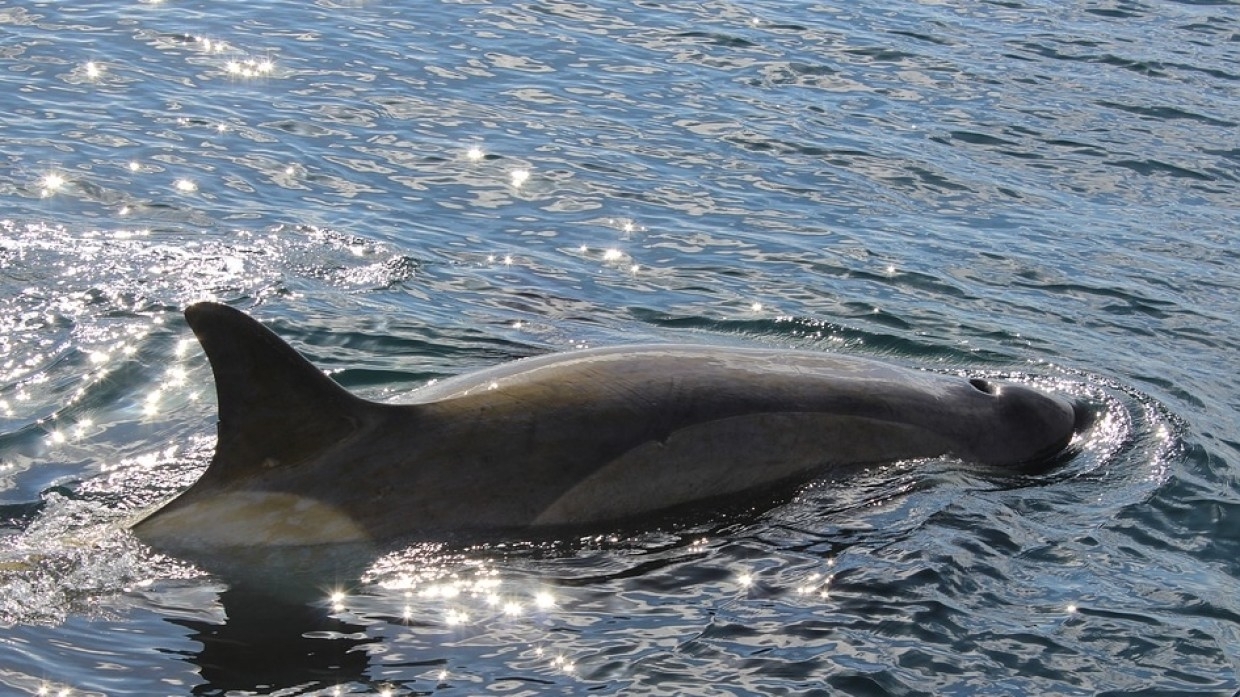Жители Магадана спасают застрявшего на берегу детеныша косатки