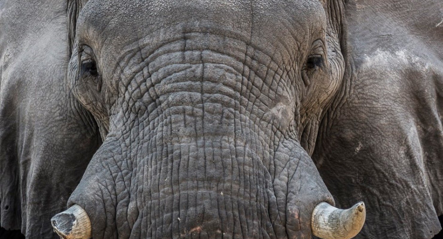В Африке слон напал на внедорожник и перевернул его, как игрушку Автомобили