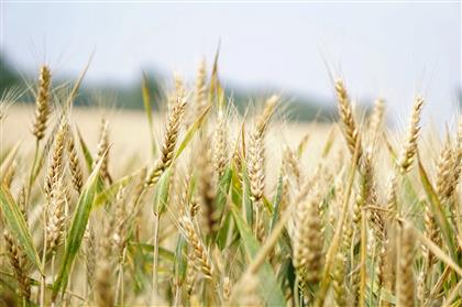 Венгрия запрещает экспорт зерна