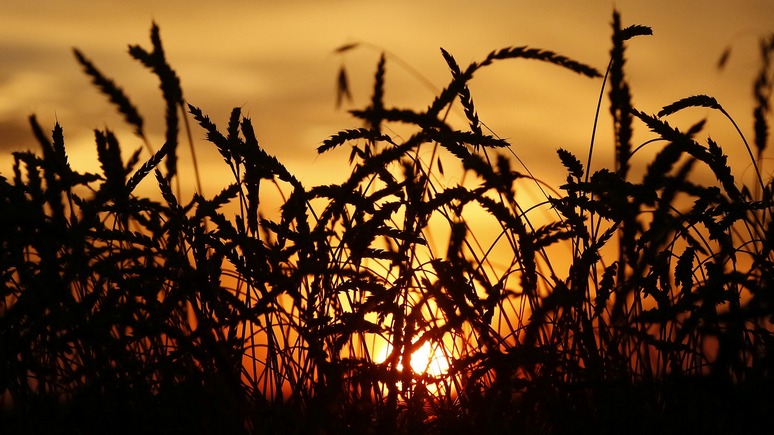 Tages-Anzeiger: Россия становится мировой житницей на горе американским фермерам