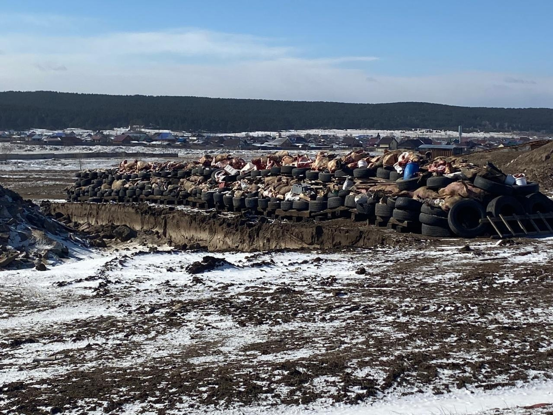 В Красноярском крае изъяли 1800 зараженных африканской чумой свиней