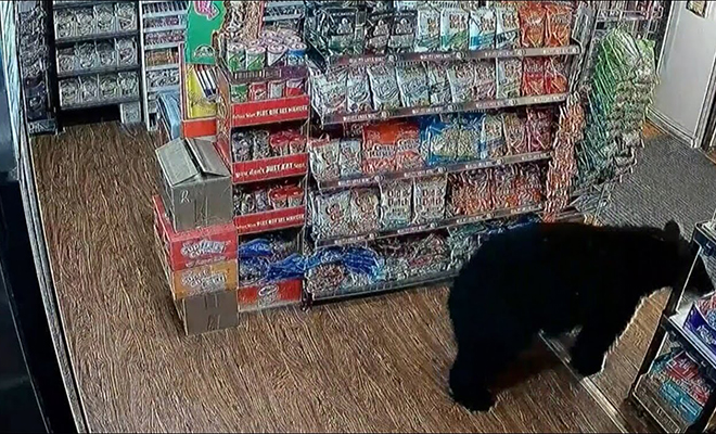 Голодный медведь вышел из леса и пошел в сельский магазин за припасами: видео Голодный медведь вышел из леса и пошел в сельский магазин за припасами: видео медведь, забрал, припасов, обслуживает, магазина, собой, остальное, парковке, Половину, уходить, сладости Далеко, поведение, различить, обитатель, лесной, упаковках, Примечательно, печенье, мармелада, лесНа
