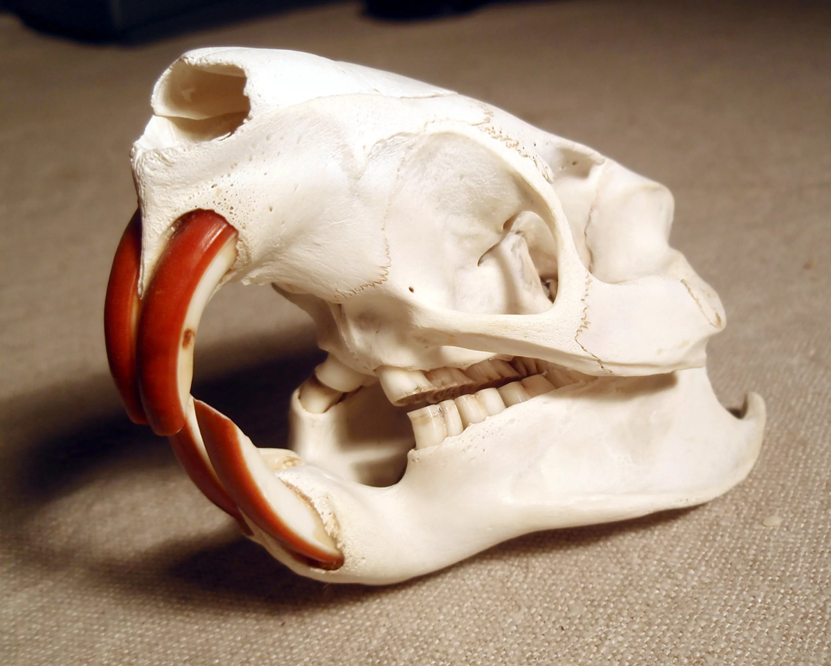 Нижние зубы бобра могут посоревноваться по остроте с клыками хищника.  