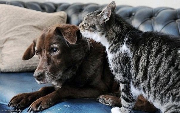 Кошка-поводырь для слепой собаки.Такое редко встретишь животные, кошки, поводырь, собаки