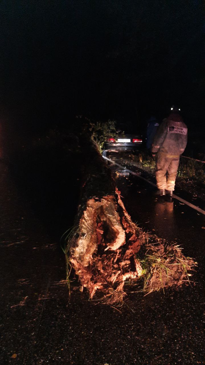 В Тверской области ВАЗ врезался в упавшее перед ним дерево