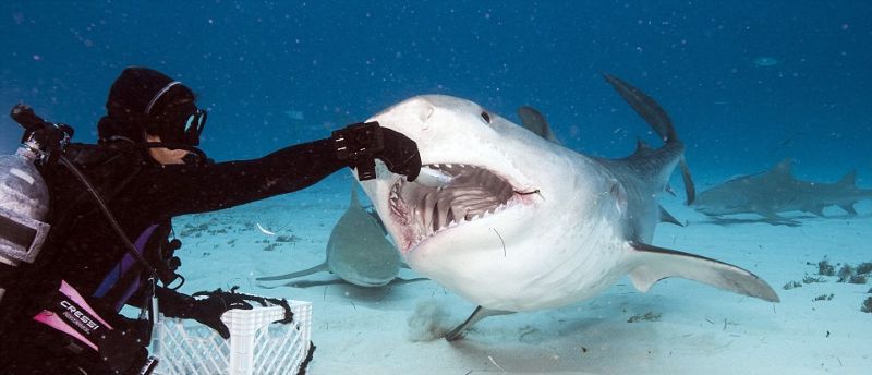 Как себя чувствует жертва, попавшая в пасть акулы (11 фото)