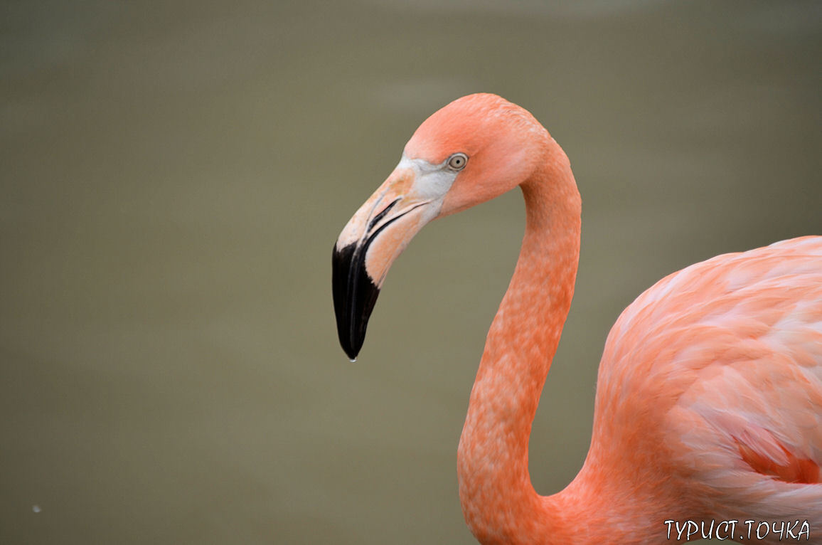 Где увидеть фламинго в Ростовской области. Необычные факты о тонконогих красавцах