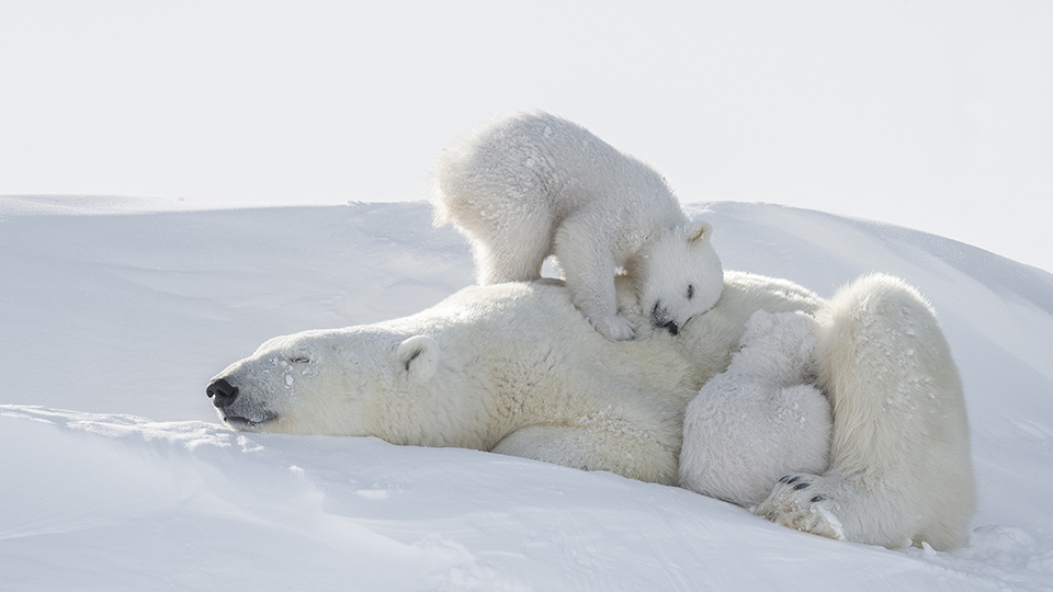 Polar Bear mother with cubs