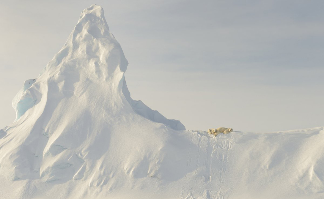 Bears on a Berg
Автор: Джон Роллинс
Белая медведица и ее детеныш отдыхают на айсберге вблизи острова Баффина.