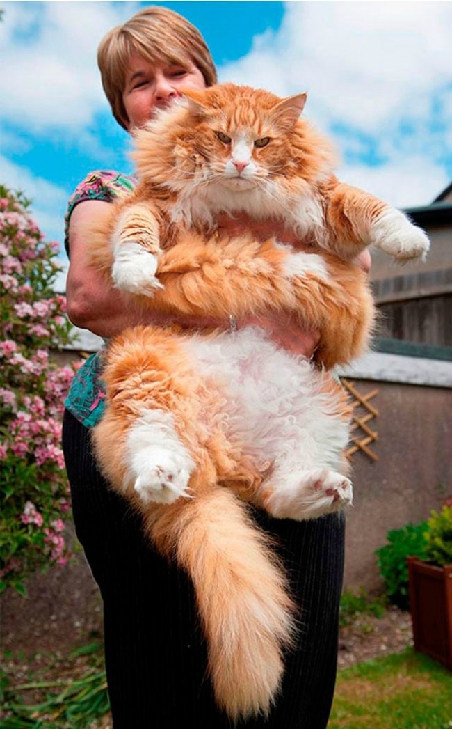 NewPix.ru - Фото самых больших котов