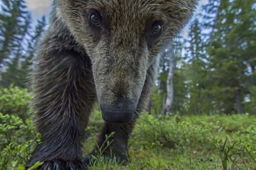 Удачные селфи диких животных животные,фотография