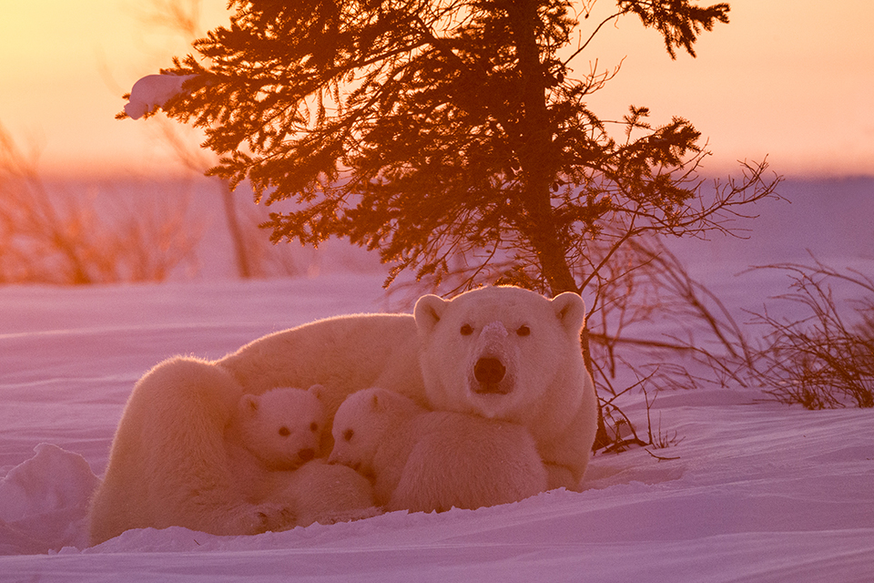 Polar Bear mother with cubs