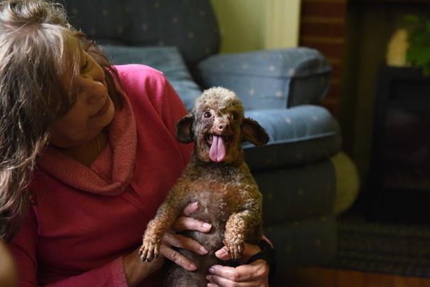 poodle-rescue-puppy-mill-basement-cage-3