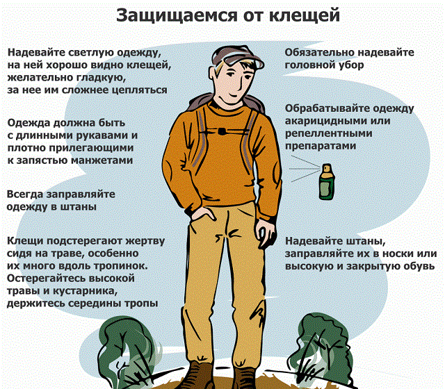 Что делать, если укусил энцефалитный клещ болезни