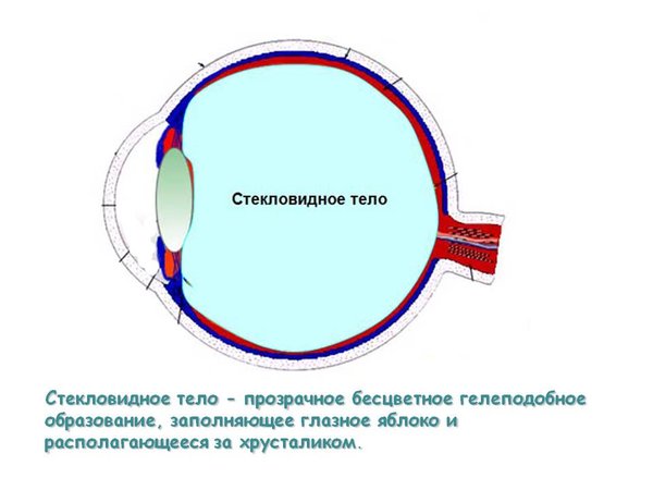 Стекловидное тело в глазе Источник изображения: present5.com