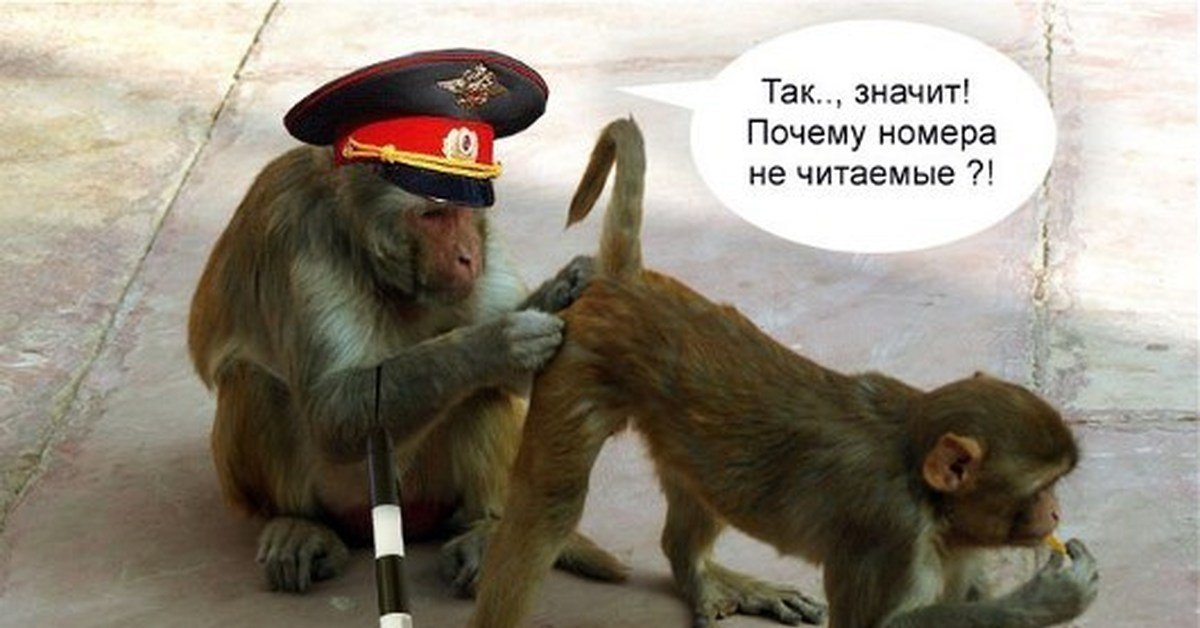 Использованием, прикольные открытки с обезьянами и со словами