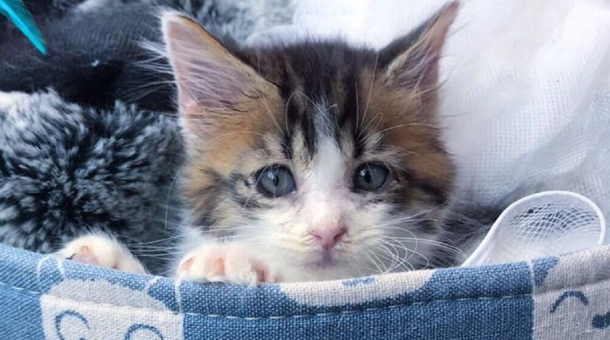 котенок плачет. обои с котиками. красивые котята в цветах. обои с котятами. маленький котенок плачет.