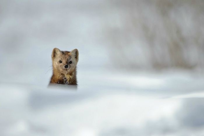 Прекрасные снимки дикой природы от Сергея Горшкова дикая природа, красота, фото