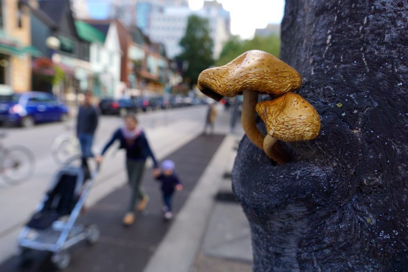 Грибы на улицах наших городов (настоящие) виды, город, грибы, красиво, природа, эстетика