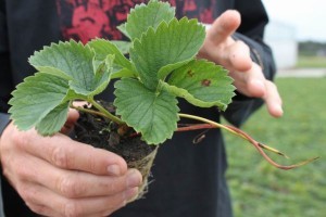 Нетрадиционное земледелие: как выращивать клубнику в мешках —