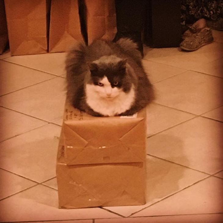 20 кошек, которые очевидно хотят вам навредить 