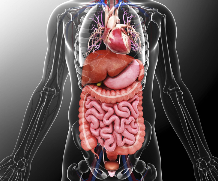 Размер тоже имеет значение: 10 самых больших и важных органов человеческого тела