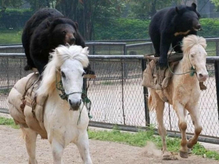 «Неужели, Вы, ни разу не видели медведя на лошади?!»