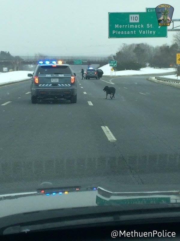 полиция закрыла шоссе чтобы спасти собаку 
