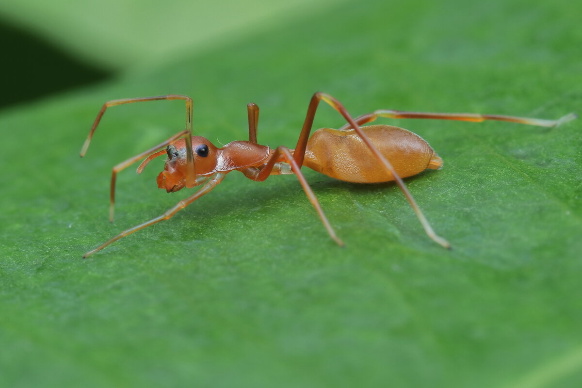 Просто восьминогий муравей. Ничего интересного (это паук).