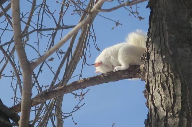 Жена сегодня сделала фото спящей белки альбиноса