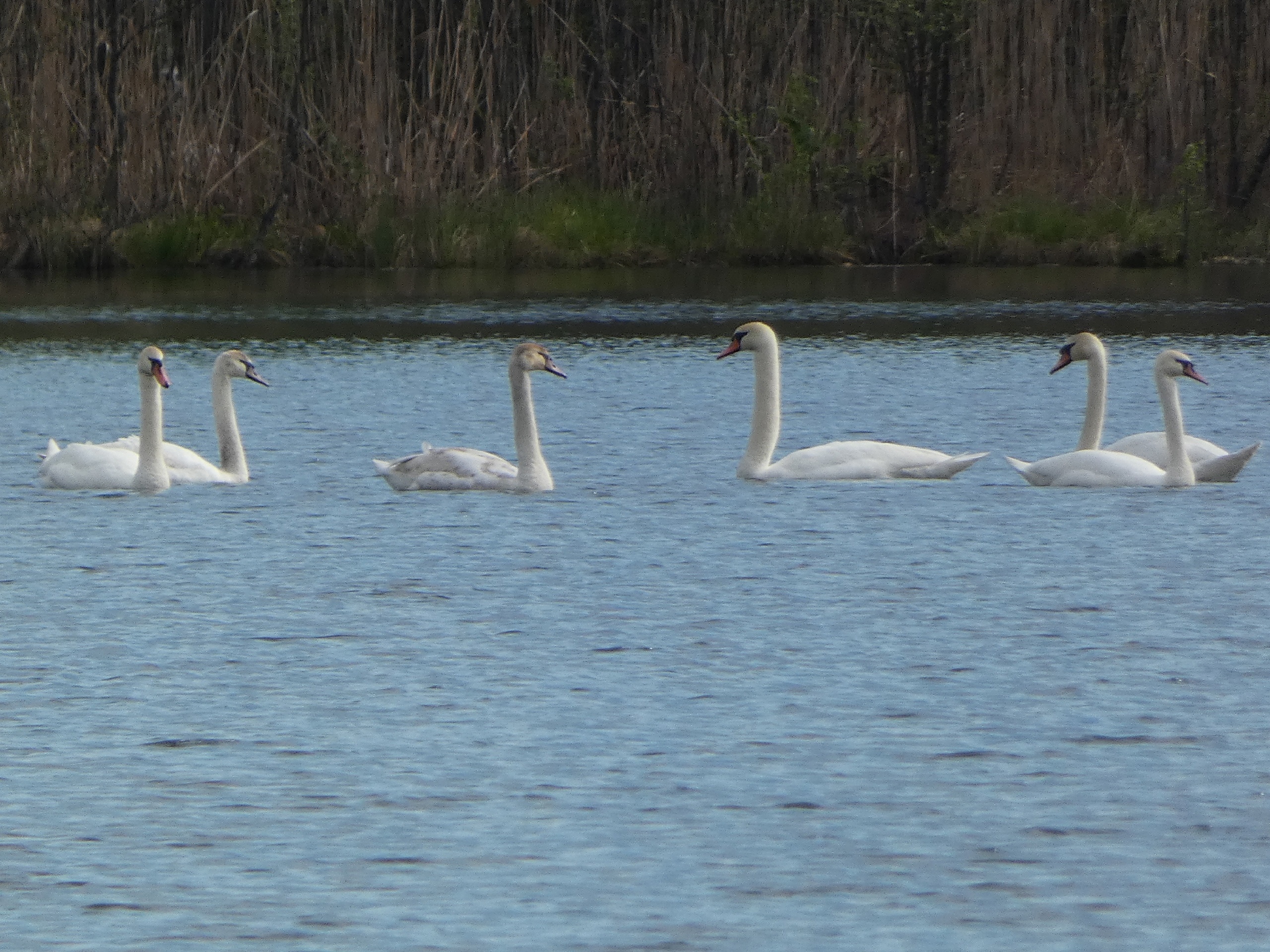 Стаю лебедей-шипунов заметили на озере Светлояр в Нижегородской области