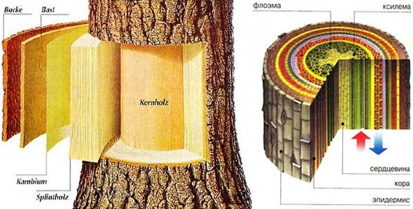 Ткань древесины дерева. Строение дерева Ксилема и флоэма. Строение древесины флоэма Ксилема. Луб флоэма древесина Ксилема. Луб и камбий Ксилема и флоэма.