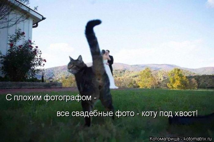 Котоматрица: С плохим фотографом - все свадебные фото - коту под хвост!