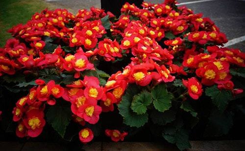 Уход и выращивание бегонии в домашних условиях Уход и выращивание бегонии в домашних условиях комнатные растения,полезные советы