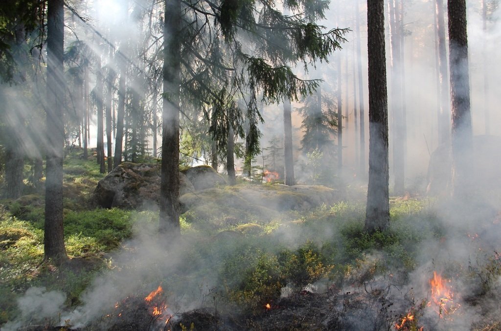 Десятки тонн мышьяка попали в окружающую среду из-за лесных пожаров в Канаде